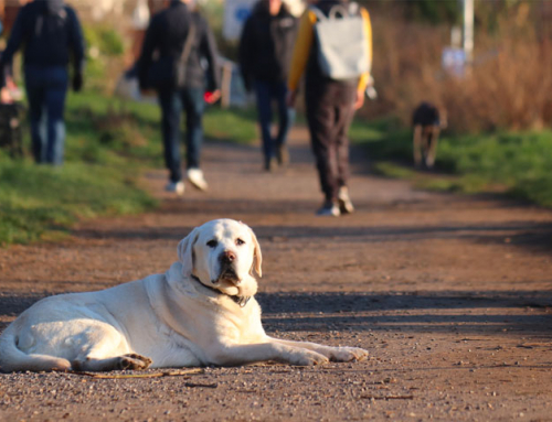 Un chien pour favoriser la réussite scolaire ?