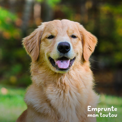 chien Golden Retriever, une race touchée par les boiteries causées par la dysplasie