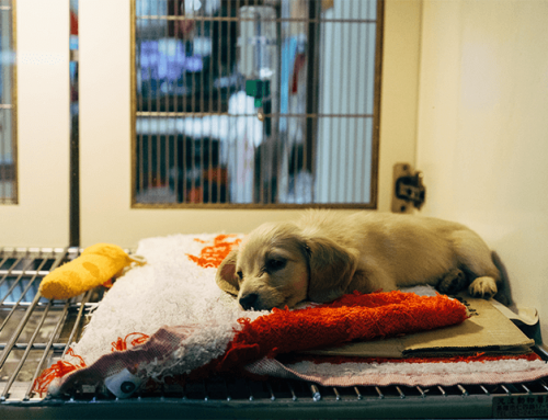 Adopter un chien : des nouvelles règles pour sensibiliser les maîtres