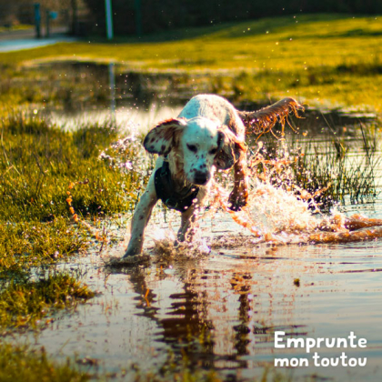 chien marchant dans un plan d'eau potentiellement contaminé par la leptospirose