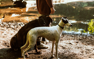 deux chiens s'apprêtant à se baigner dans un étang