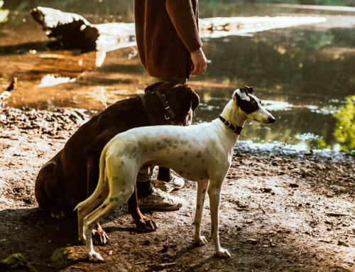 La leptospirose chez le chien : tout savoir !