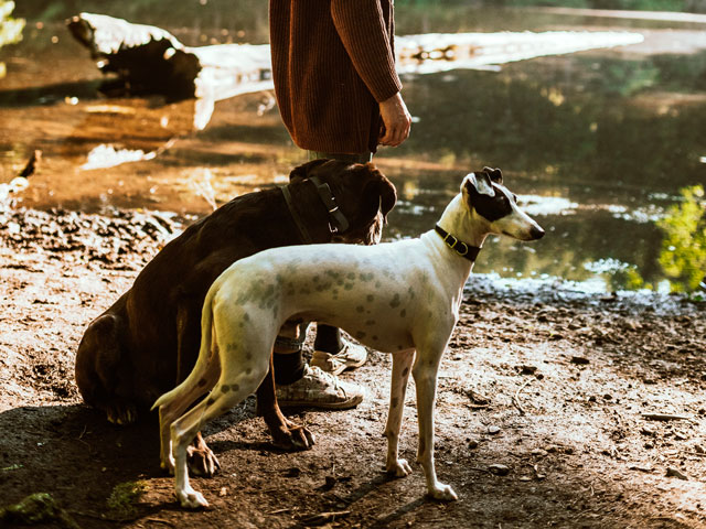 deux chiens s'apprêtant à se baigner dans un étang