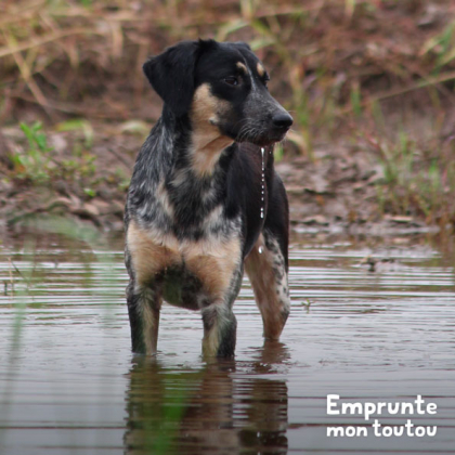 chien venant de boire une eau pouvant être contaminée par la leptospirose