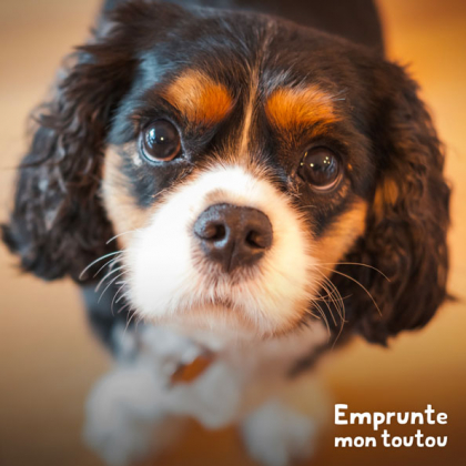 chien de race cavalier king charles regardant son maître dans les yeux