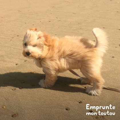 chien de race bichon havanais sur une plage