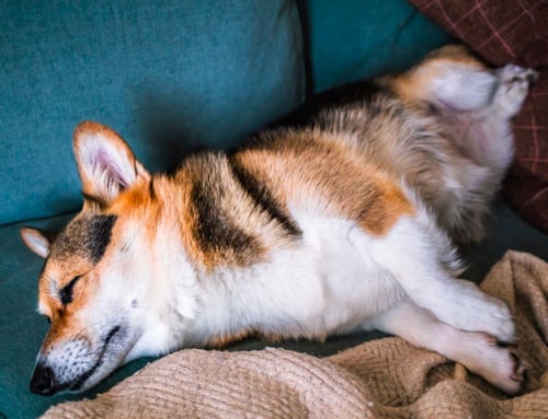 Quand votre chien dort, il vous parle !