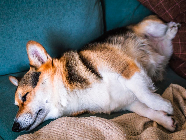 Quand votre chien dort, il vous parle ! • Emprunte Mon toutou