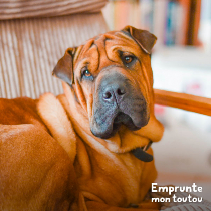 chien de race Sharpei regardant attentivement son maître