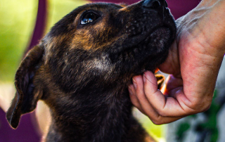 chien regardant son maître qui lui gratouille sous le menton