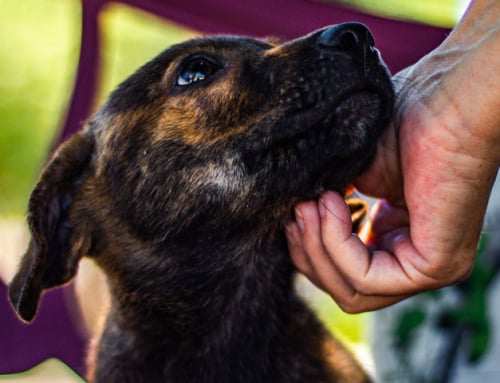 Le langage des toutous : pourquoi mon chien me regarde ?