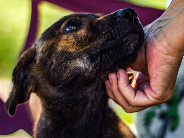 chien regardant son maître qui lui gratouille sous le menton