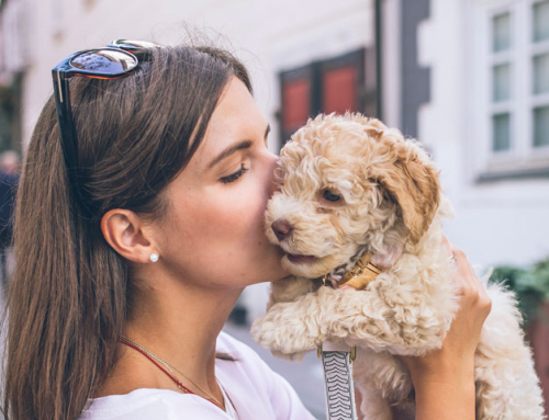 3 questions à se poser pour choisir un chien lors d’une garde !