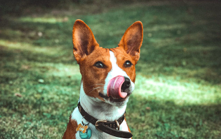 portrait d'un chien Basenji se léchant les babines