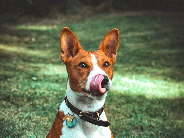 portrait d'un chien Basenji se léchant les babines