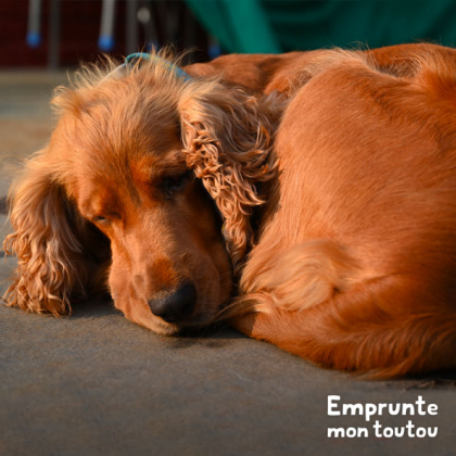 chien cocker qui dort roulé en boule