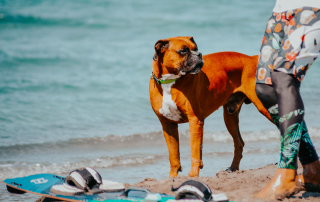 chien s'apprêtant à découvrir le surf canin