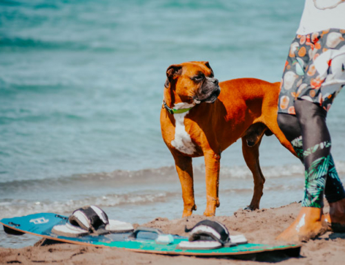 Faire une activité avec un chien : le  Surf Canin