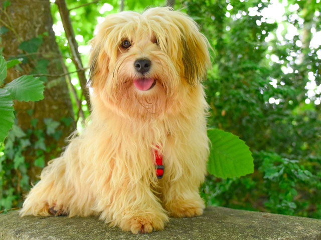 chien de race Bichon Havanais