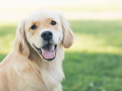 chien en bonne santé