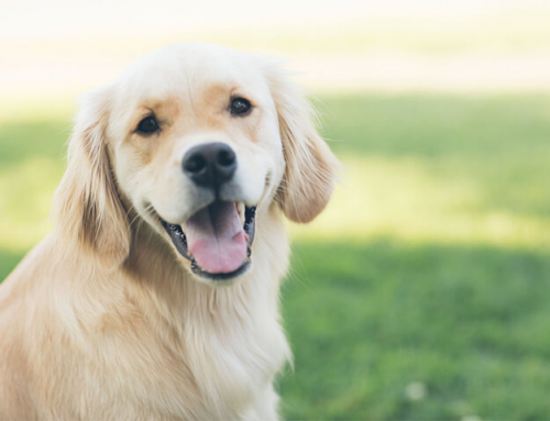Comment choisir la meilleure assurance pour chien ?