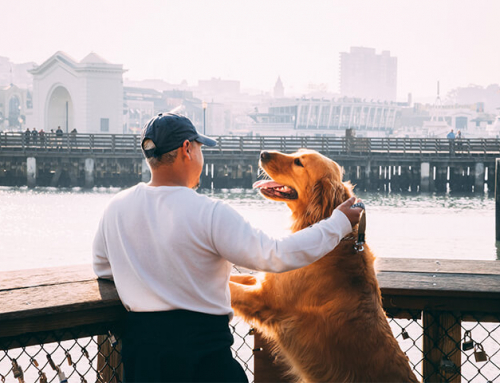 Faire garder son chien : à quels tarifs faut-il s’attendre ?