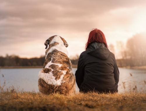 Les avantages de faire garder son chien