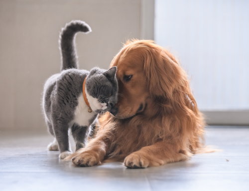 Tout savoir sur l’hygiène et le soin de mon chien et de mon chat