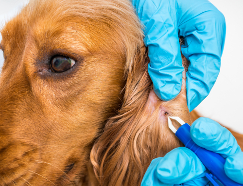 La maladie de Lyme chez le chien