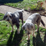 Chien Oslo