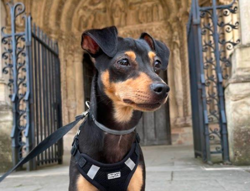 Parce que c&rsquo;est vous qui parlez le mieux d&rsquo;Emprunte Mon Toutou