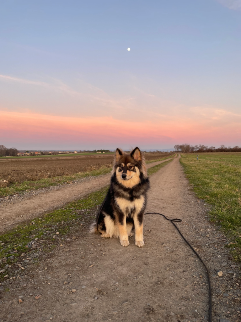 Photo de chien à hauteur d'animal en extérieur