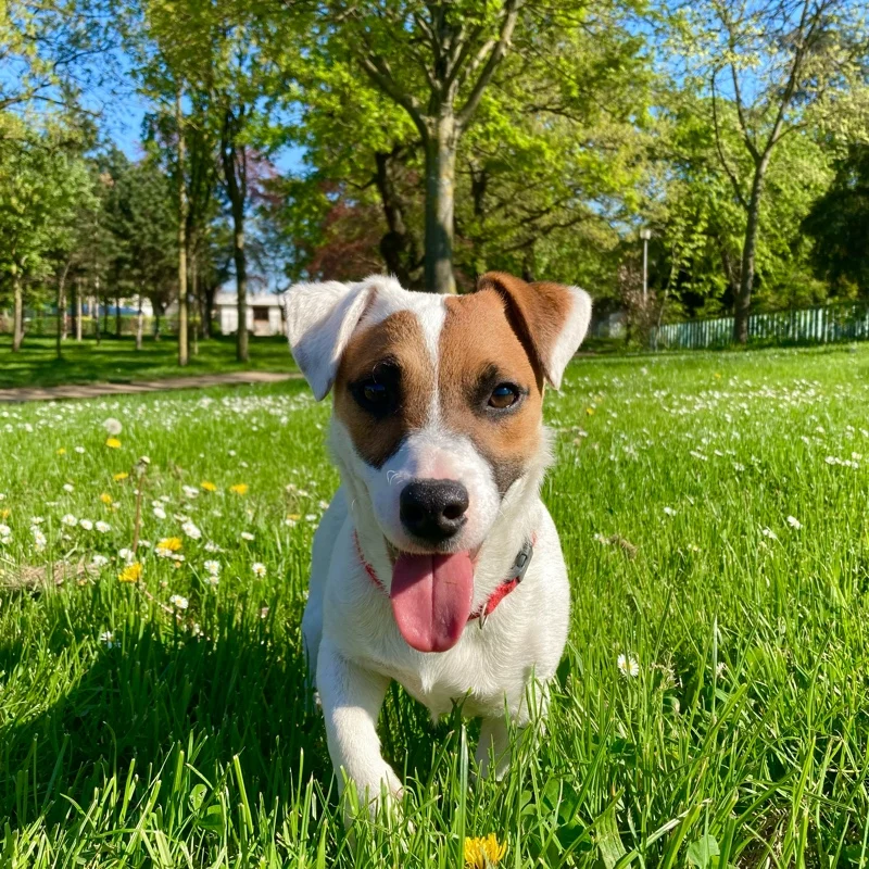 Chien détendu allongé au sol lors d'une séance photo