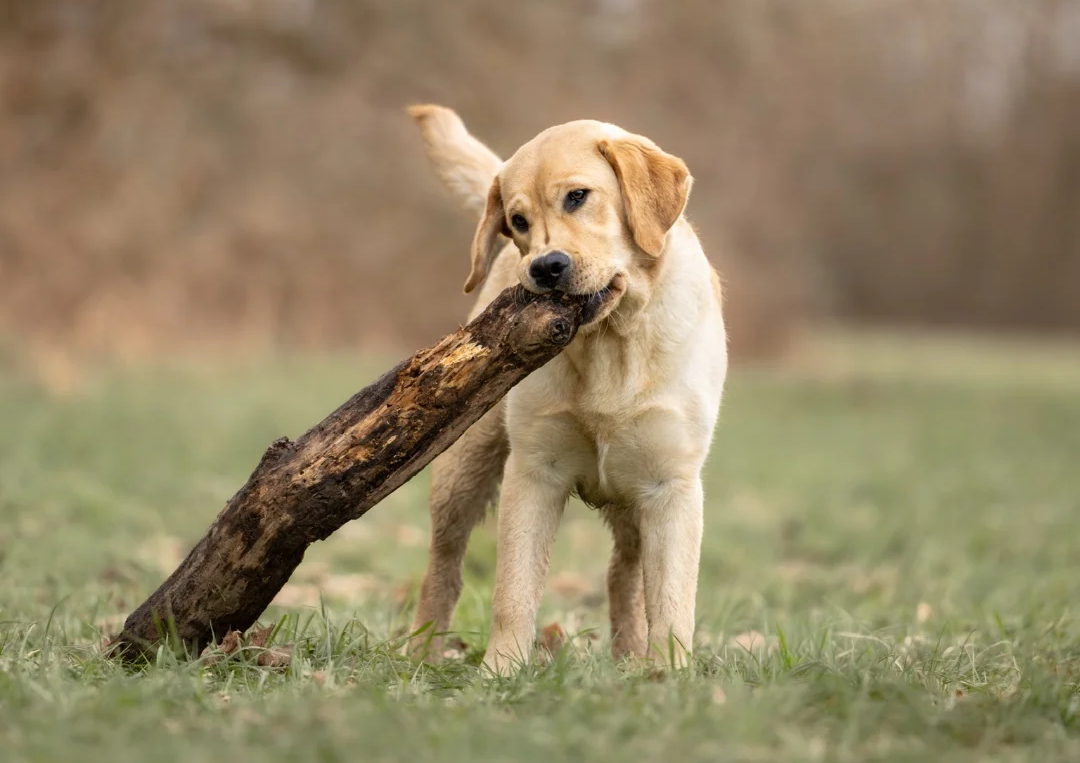 Photo de chien : nos astuces pour un cliché parfait (+ bonus IA)