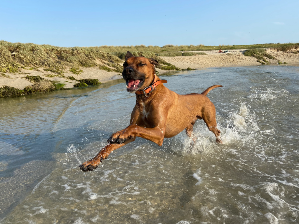 Photo de chien en plan large dans un décor extérieur