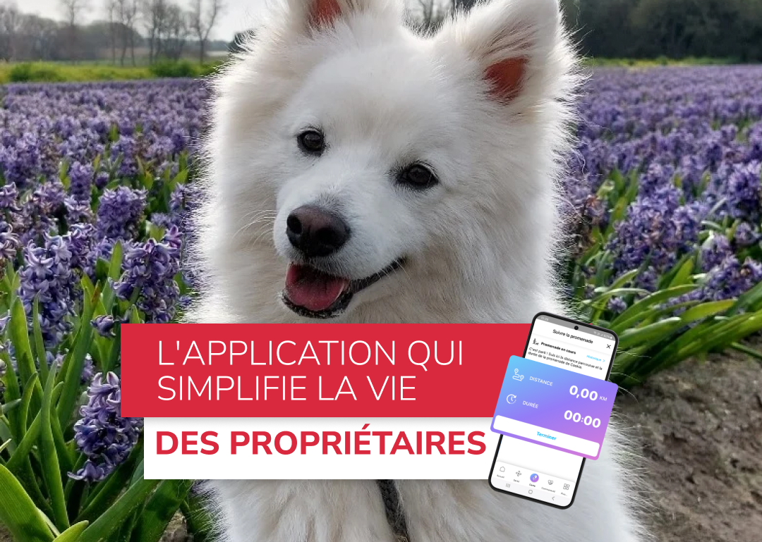 Préparer une garde de chien : le duo EMT x WiziPet