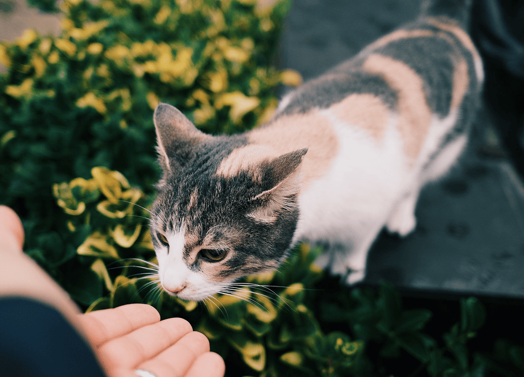 Un chat reçoit une caresse dans un jardin
